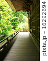 新緑の回廊 16292694