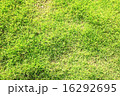 新緑の芝 16292695