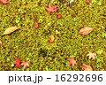 苔と落葉 16292696