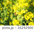 菜の花とミツバチ 16292900