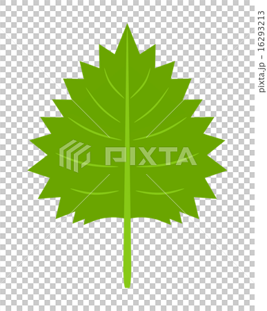 Shiso leaves 16293213