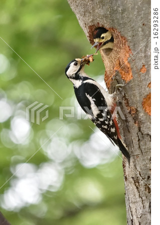 アカゲラ:給餌 アカゲラ:給餌 16293286