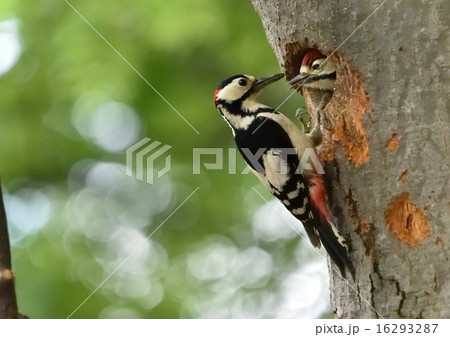 アカゲラ:えさ欲しい アカゲラ:えさ欲しい 16293287