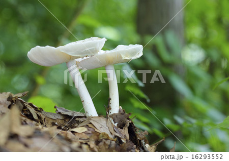 シロタマゴテングタケ 16293552