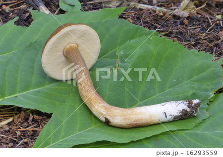 ウツロイイグチ 16293559