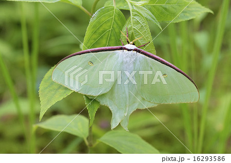 オオミズアオ 16293586