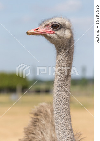 Ostrich from the front Ostrich from the front 16293625