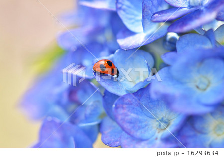てんとう虫と紫陽花の写真素材
