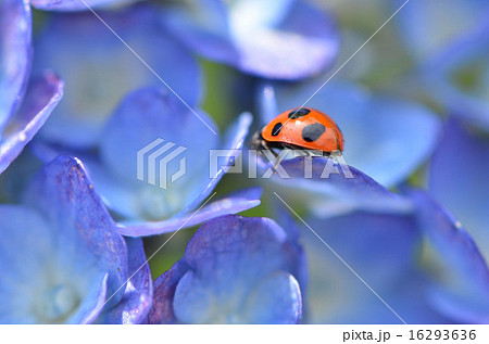 てんとう虫と紫陽花の写真素材