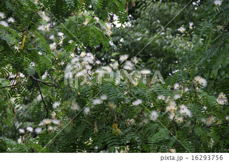 ネムノキ白花 ネムノキ白花 16293756
