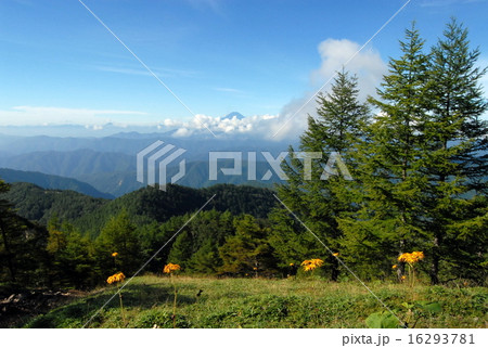 雲取山登山道から眺める富士山(東京都奥多摩町) 雲取山登山道から眺める富士山(東京都奥多摩町) 16293781