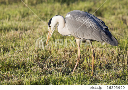 Grey heron hunting 16293990