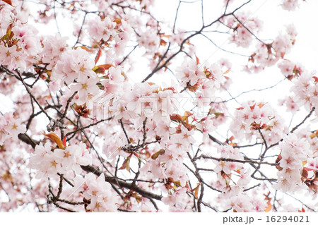 満開の桜 満開の桜 16294021