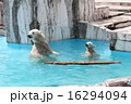 ホッキョクグマの親子 16294094