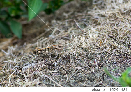 地面と見分けがつかないバッタ 16294481