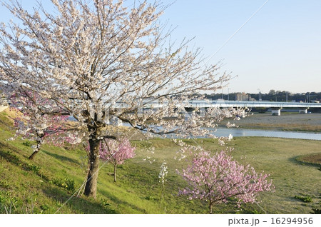 春爛漫の相模川 春爛漫の相模川 16294956