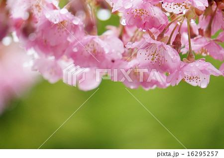 桜 16295257