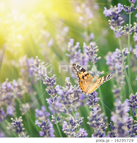 Butterfly and lavender. Vintage retro hipster 16295729