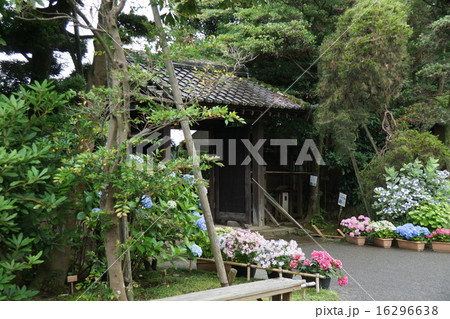 神奈川県開成町の古民家「瀬戸屋敷」の門とアジサイ 神奈川県開成町の古民家「瀬戸屋敷」の門とアジサイ 16296638