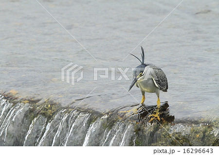 ササゴイ 16296643