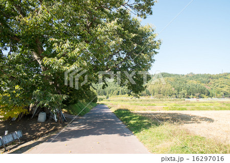 栗の木がある道 栗の木がある道 16297016