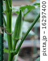 オクラの栽培 16297400