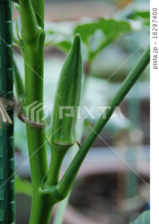 オクラの栽培 16297400