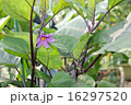 ナスの花 16297520