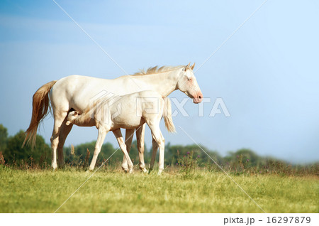 perlino akhal-teke mare and foal in pasture 16297879