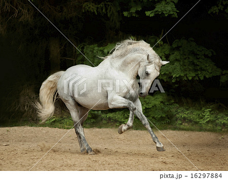 White Andalusian horse runs gallop in summer time 16297884