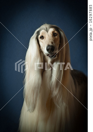 portrait of an afghan hound 16297885