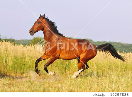 Bay horse running at field in summer 16297888
