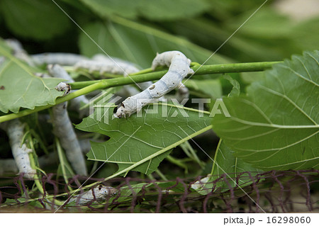 かいこ かいこ 16298060