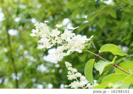 ノリウツギ 16298102