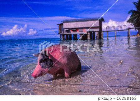 ポンナップ島 16298165