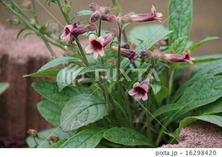 ジオウ ジオウ 16298420