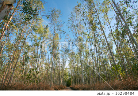 nature tree. pathway in the forest nature tree. pathway in the forest 16298484