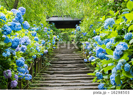 明月院　山門　紫陽花 16298503