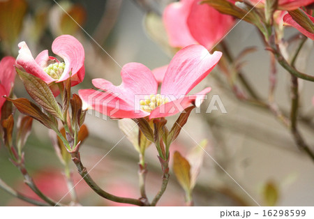 ピンク色のハナミズキ 16298599