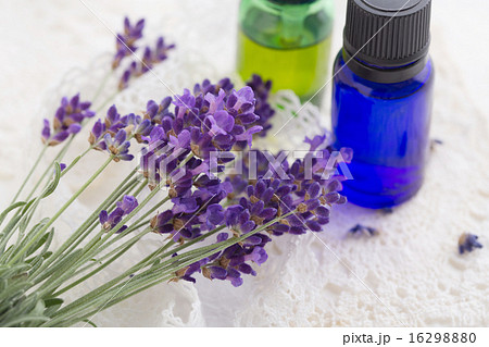 ラベンダー ラベンダー 16298880