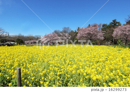 芦花公園の菜の花 16299273