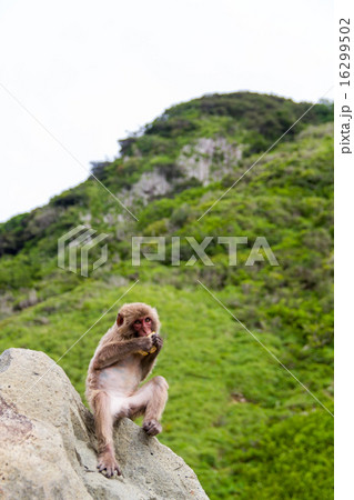 日本猿 16299502