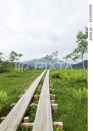 尾瀬ヶ原　燧ヶ岳に向かう木道 16300066