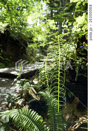 尾瀬沼　登山道 16300068