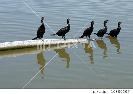 Five double-crested cormorants on water pipe 16300507