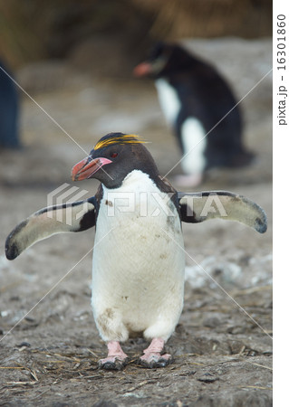 Macaroni Penguin Macaroni Penguin 16301860
