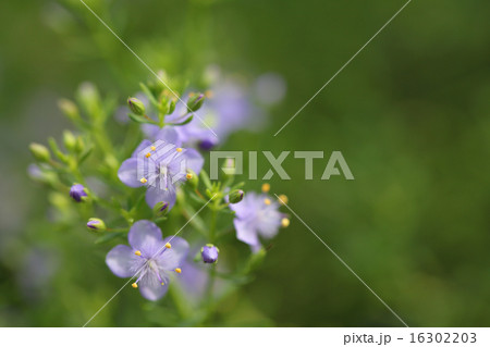 スコパリア リトルチュチュ ブルーミストの花の写真素材