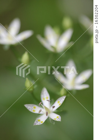 アケボノソウの花 アケボノソウの花 16302204