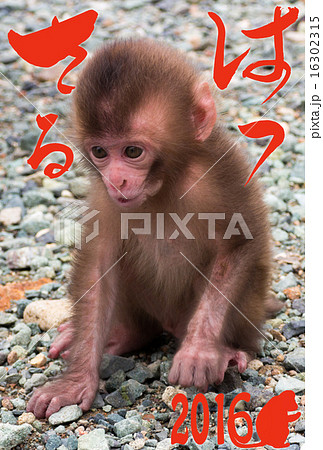 あかちゃん猿 16302315