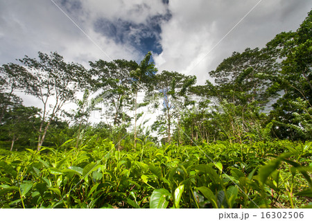 Tea plantation 16302506